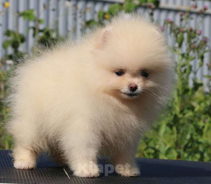 Собаки в Москве: померанский шпиц  Мальчик, 50 000 руб. - фото 5