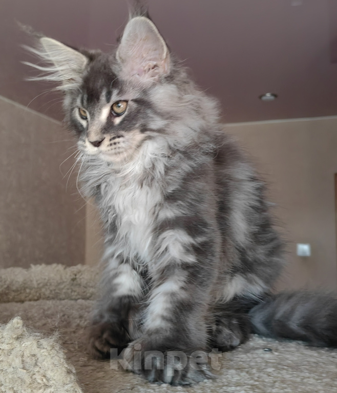 Кошки в других городах Ленинградской области: Котята породы мейн-кун Мальчик, 30 000 руб. - фото 7
