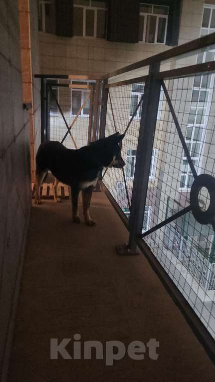 Собаки в Екатеринбурге: взрослый пёс в добрын руки Мальчик, Бесплатно - фото 3