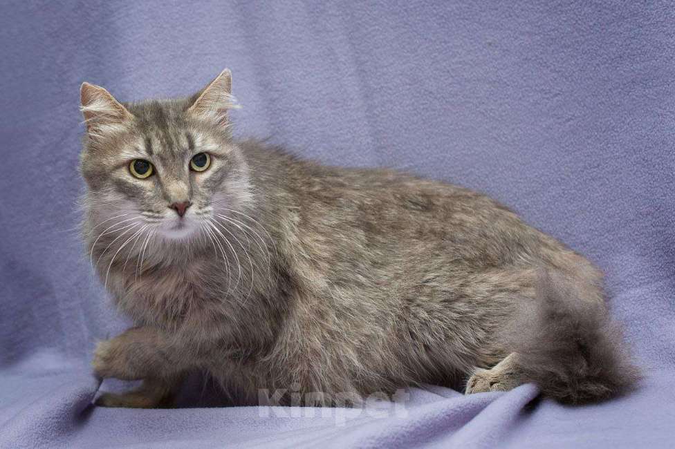 Кошки в Москве: Пушинка в добрые руки Девочка, Бесплатно - фото 4