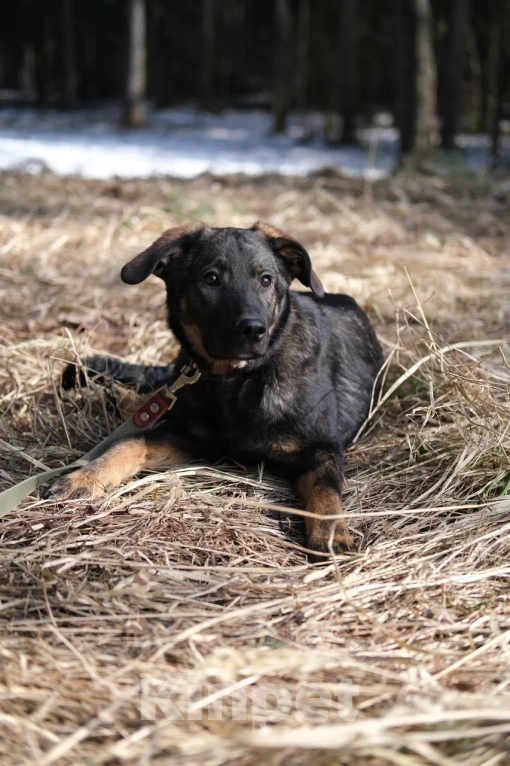 Собаки в Москве: Щенок девочка в добрые руки Девочка, Бесплатно - фото 5
