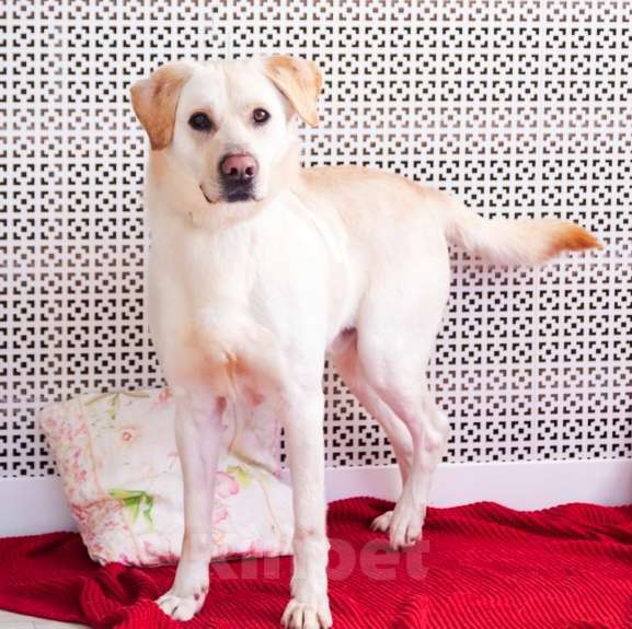 Собаки в Москве: Лабр-самый добрый пёс на свете! Мальчик, Бесплатно - фото 3