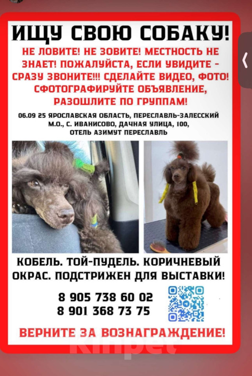 Собаки в других городах Ярославской области: Пропал пудель коричневый  Мальчик, 100 000 руб. - фото 1