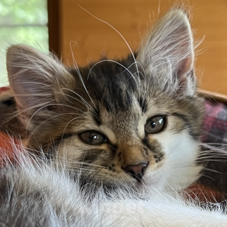 Кошки в Москве: Котенок Мисси Девочка, Бесплатно - фото 2