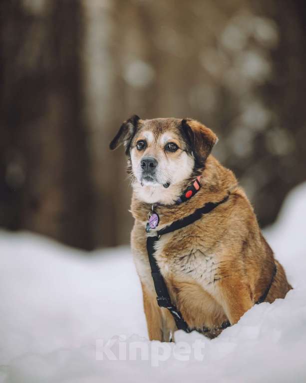 Собаки в Москве: Чудесная Клава ищет дом Девочка, Бесплатно - фото 4