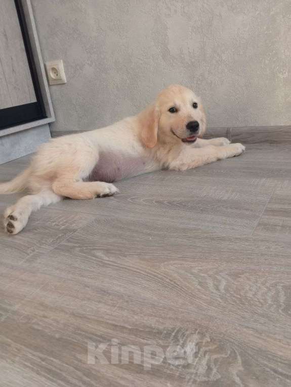 Собаки в Новошахтинске: Продаю щенков золотистого ретривера Мальчик, Бесплатно - фото 2
