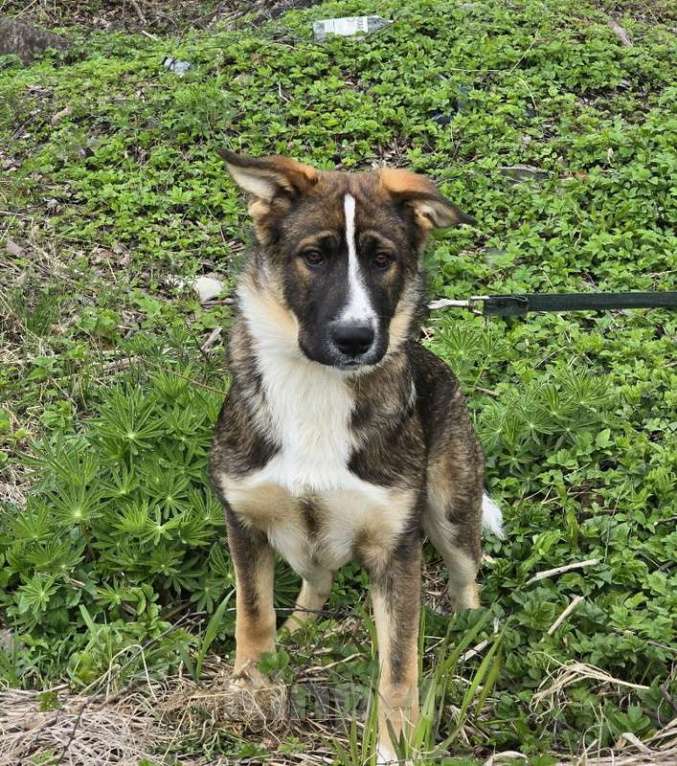 Собаки в других городах Ленинградской области: Самые ласковые щенки-целовашки ищут дом Мальчик, Бесплатно - фото 7