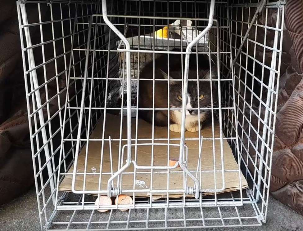 Кошки в Санкт-Петербурге: срочно нужен дом Девочка, Бесплатно - фото 6