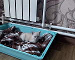Кошки в других городах Московской области: Котята в добрые руки Разнополые, Бесплатно - фото 2