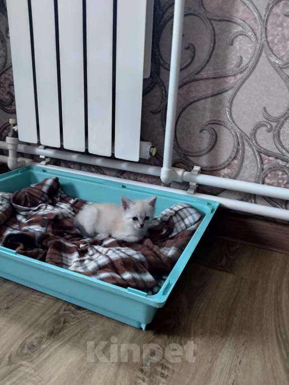 Кошки в других городах Московской области: Котята в добрые руки Разнополые, Бесплатно - фото 2