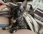Кошки в Санкт-Петербурге: Пропала молодая кошка Корниш-Рекс  Девочка, Бесплатно - фото 6