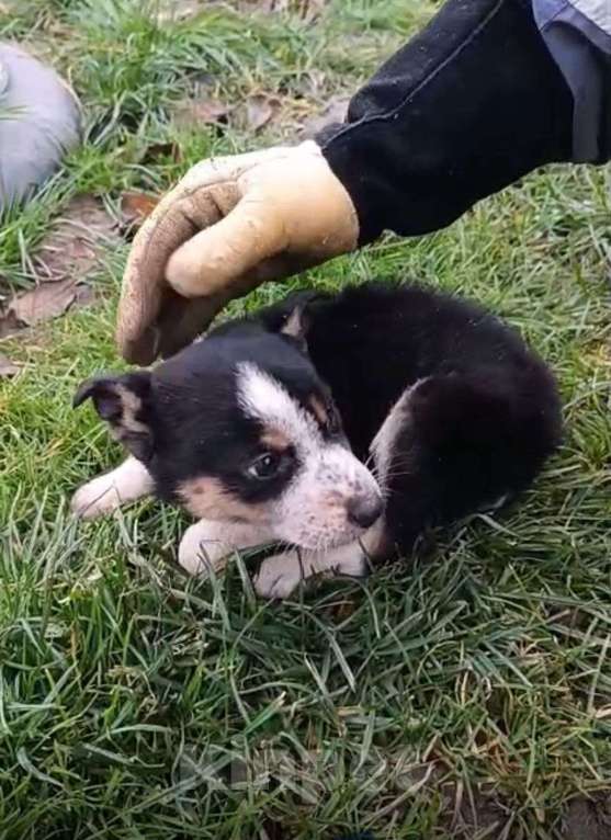 Собаки в Москве: в добрые руки Девочка, Бесплатно - фото 2
