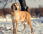 Собаки в Москве: Обаятельный Алтай в добрые руки! Мальчик, Бесплатно - фото 1