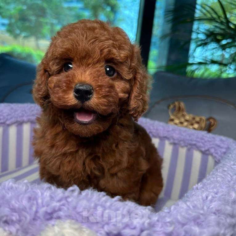 Собаки в Омске: Той-пудель, щенок Мальчик, 150 000 руб. - фото 1