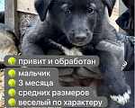 Собаки в Уфе: Щенок-мальчик Мальчик, Бесплатно - фото 1