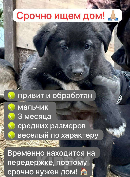 Собаки в Уфе: Щенок-мальчик Мальчик, Бесплатно - фото 1