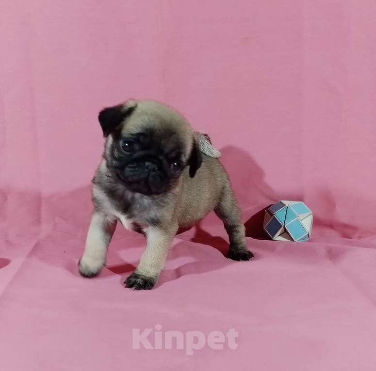 Собаки в Москве: Очаровательные мопсята Мальчик, 45 000 руб. - фото 1