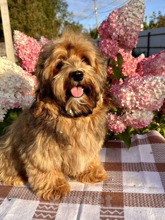 Собаки в Москве: Девочка Гаванский бишон  Девочка, 85 000 руб. - фото 7