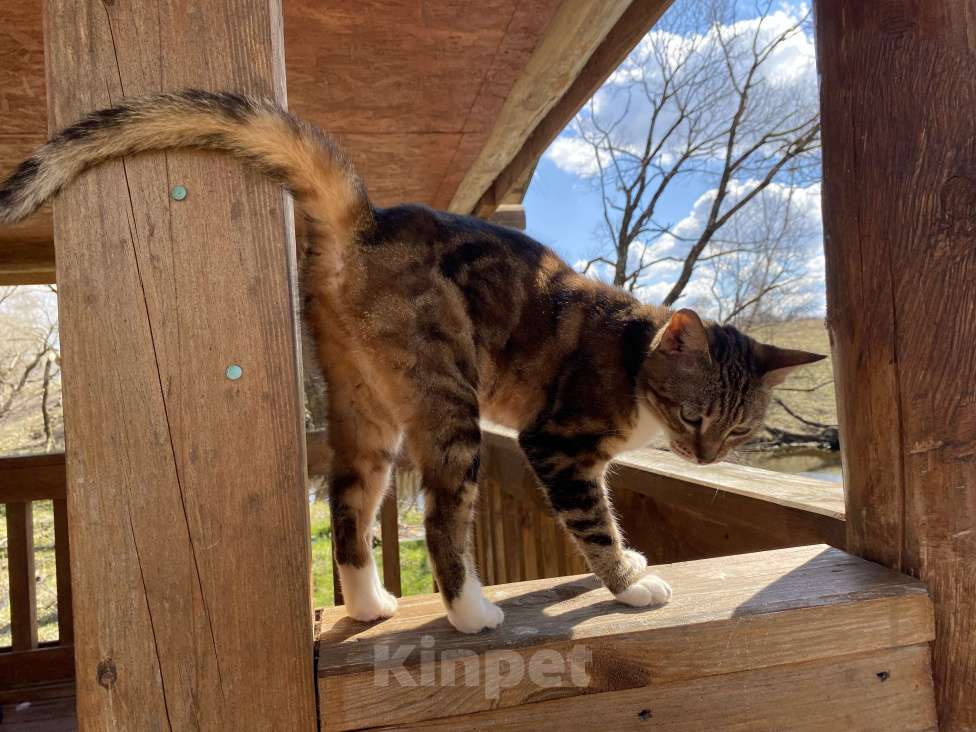 Кошки в Москве: Кошка , почти бенгал) Девочка, Бесплатно - фото 5