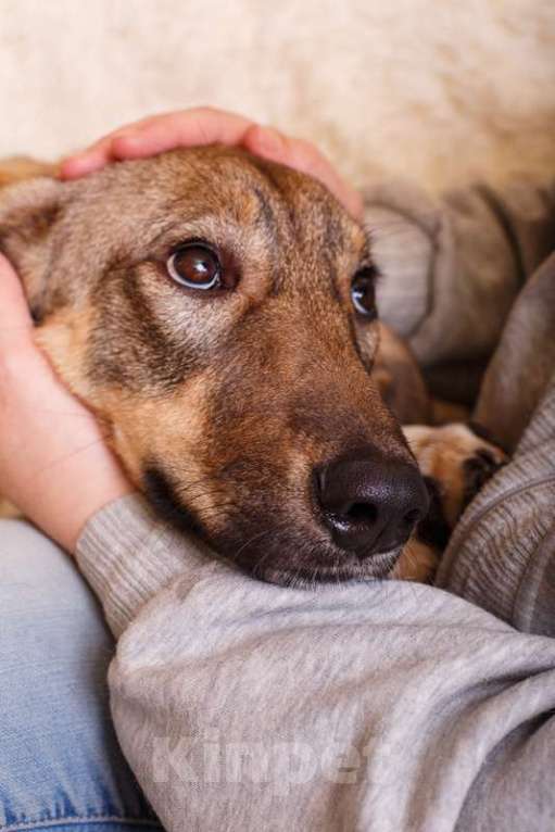 Собаки в Москве: Новогодний подарок Молли для Вас! Девочка, 1 руб. - фото 6