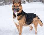 Собаки в Солнечногорске: Компактная собачка в добрые руки Девочка, Бесплатно - фото 5