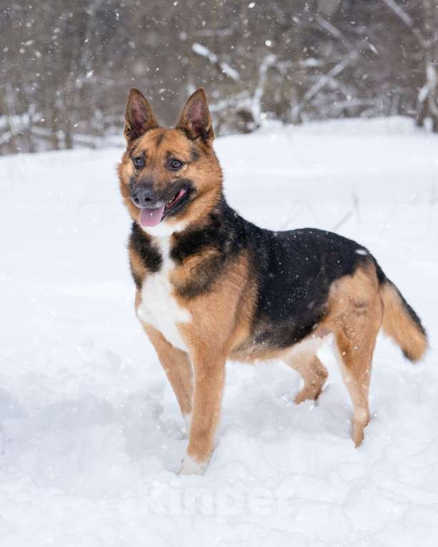 Собаки в Солнечногорске: Компактная собачка в добрые руки Девочка, Бесплатно - фото 5