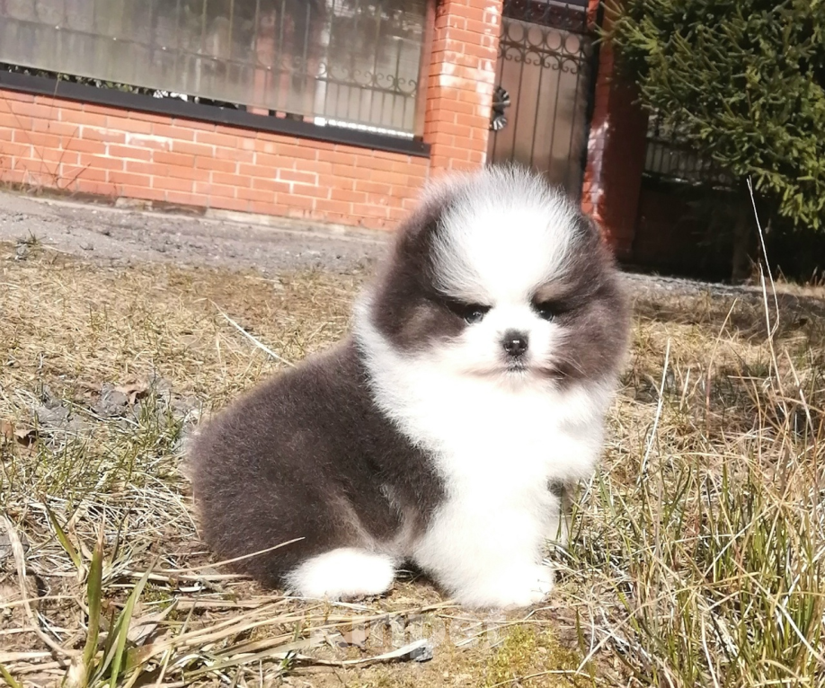 Собаки в Санкт-Петербурге: Шпиц мальчик Мальчик, 70 000 руб. - фото 1