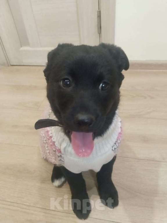 Собаки в Москве: Мишель очень нужен дом  Девочка, Бесплатно - фото 2