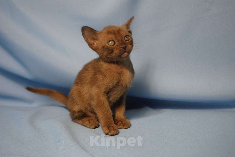 Кошки в Москве: Бурманские котята  Мальчик, 60 000 руб. - фото 2