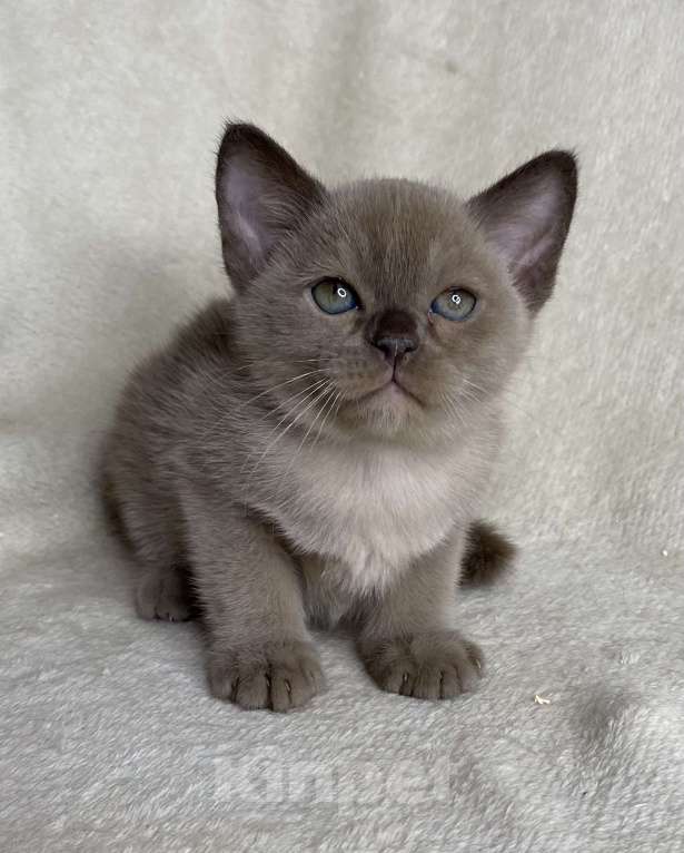 Кошки в Дмитрове: Шоколадный бурманский мальчик Barni Мальчик, 80 000 руб. - фото 4