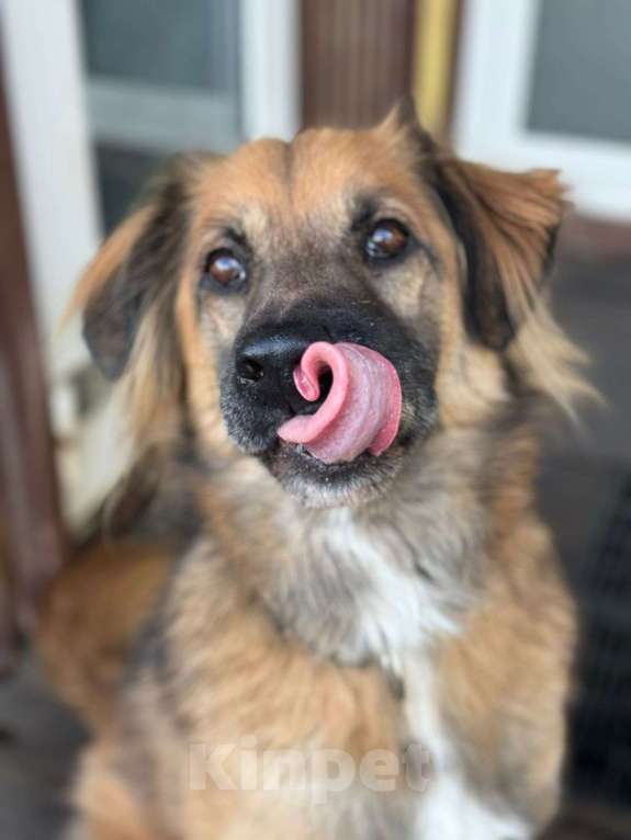 Собаки в Москве: Пушистый рыжий пёс Миша в добрые руки Мальчик, 1 руб. - фото 7