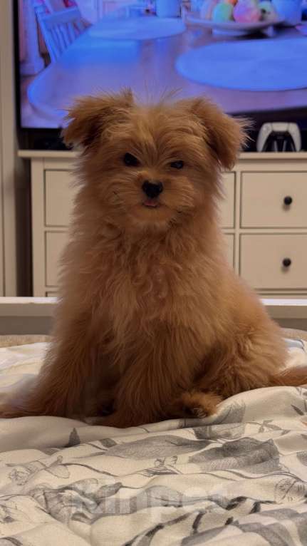 Собаки в Москве: Мальтипу, щенок 😍 Девочка, 70 000 руб. - фото 3