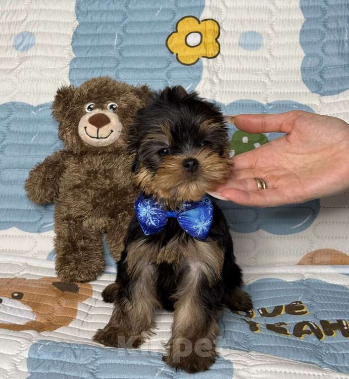 Собаки в Москве: Йоркширский терьер мальчик Мальчик, 60 000 руб. - фото 7