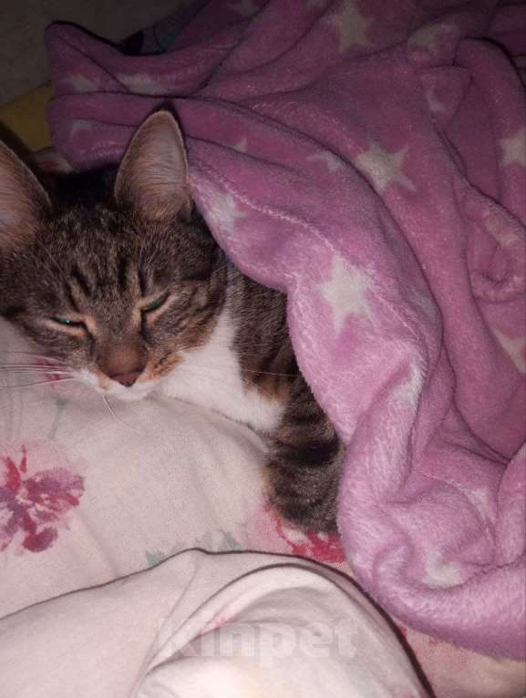 Кошки в Санкт-Петербурге: Ищем лучший дом для прекрасной кошечки Девочка, Бесплатно - фото 8