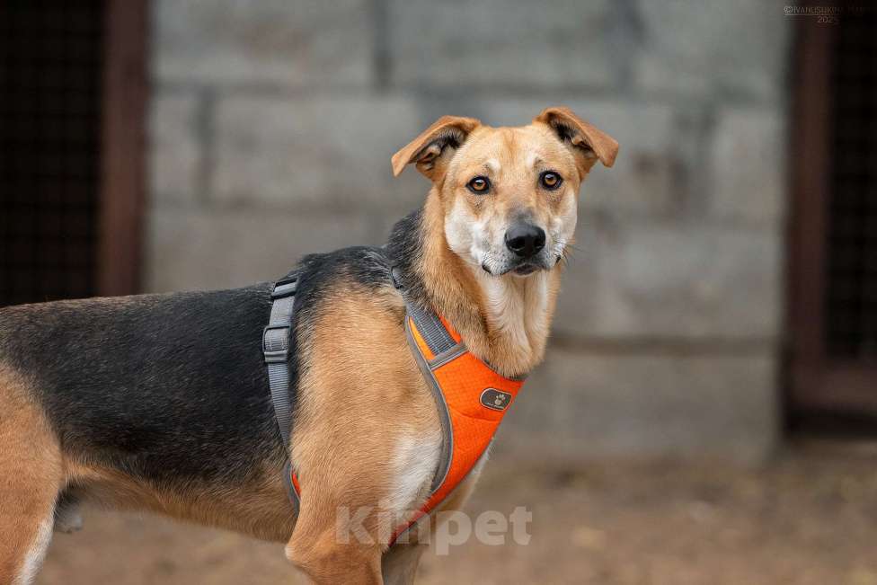 Собаки в Москве: Рональдо - с тонкой душевной организацией Мальчик, Бесплатно - фото 7
