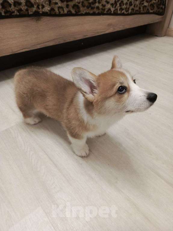 Собаки в других городах Самарской области: Щенок Вельш-корги ищет семью Мальчик, 60 000 руб. - фото 4