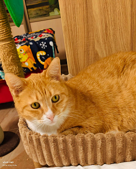 Кот в добрые руки