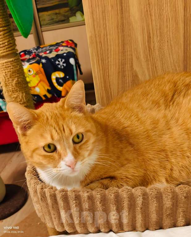 Кошки в Санкт-Петербурге: Кот в добрые руки Мальчик, Бесплатно - фото 1