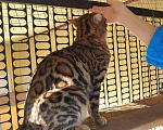Кошки в Кудымкаре: Бенгальский кот, 5 000 руб. - фото 5