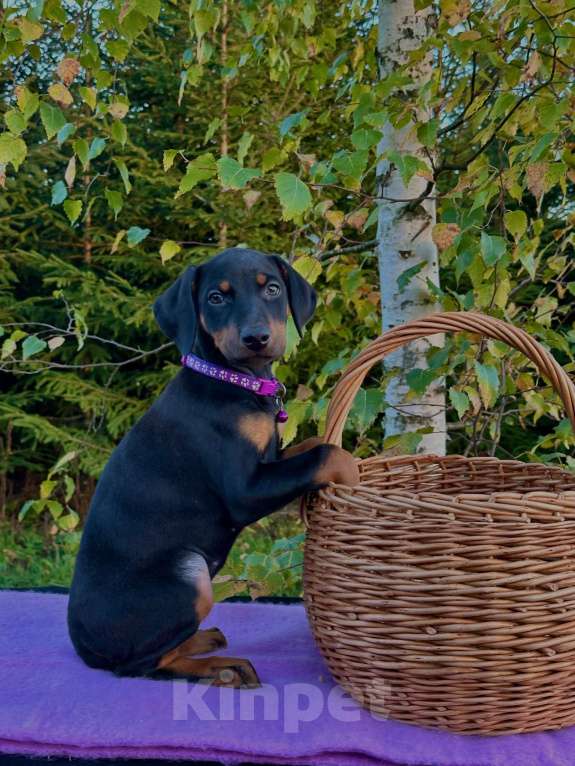 Собаки в Вологде: Купите счастье домой  Девочка, 40 000 руб. - фото 7