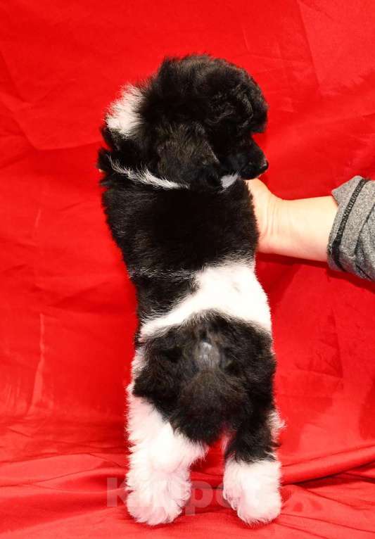 Собаки в Долгопрудном: Той пуделя щенок арлекин ДЖЕНТЛИ БОРН ЧИЖИК Мальчик, 120 000 руб. - фото 3