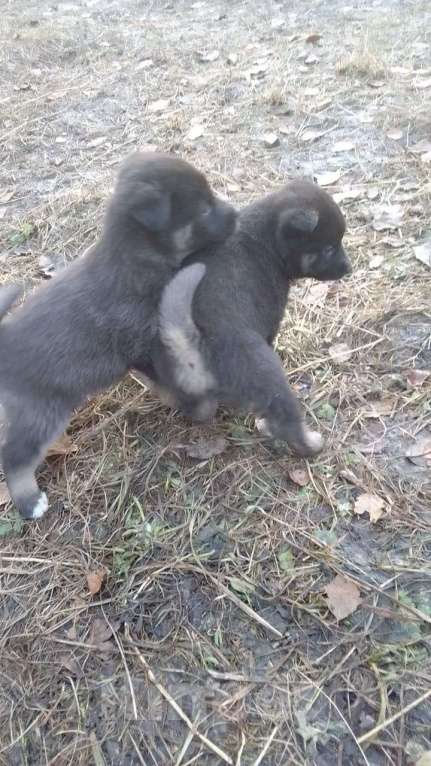 Собаки в Мыске: Щенок лайки Мальчик, Бесплатно - фото 1