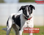 Собаки в других городах Московской области: Пятнистая коровка Звездочка 🐄 Девочка, Бесплатно - фото 1