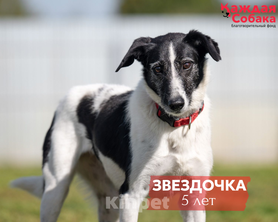 Собаки в других городах Московской области: Пятнистая коровка Звездочка 🐄 Девочка, Бесплатно - фото 1