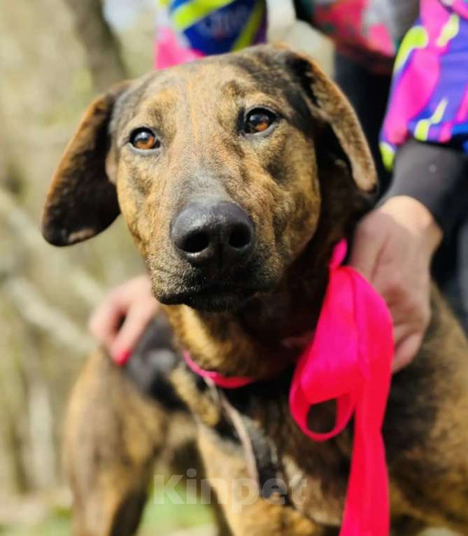 Собаки в других городах Краснодарского края: хочу домой Девочка, 10 руб. - фото 2