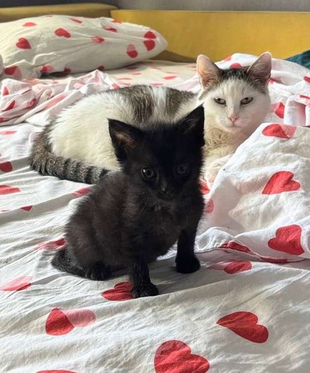 Кошки в Москве: Шурик- маленький боец Мальчик, Бесплатно - фото 5