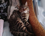 Кошки в Санкт-Петербурге: Котик в хорошие руки Мальчик, Бесплатно - фото 1