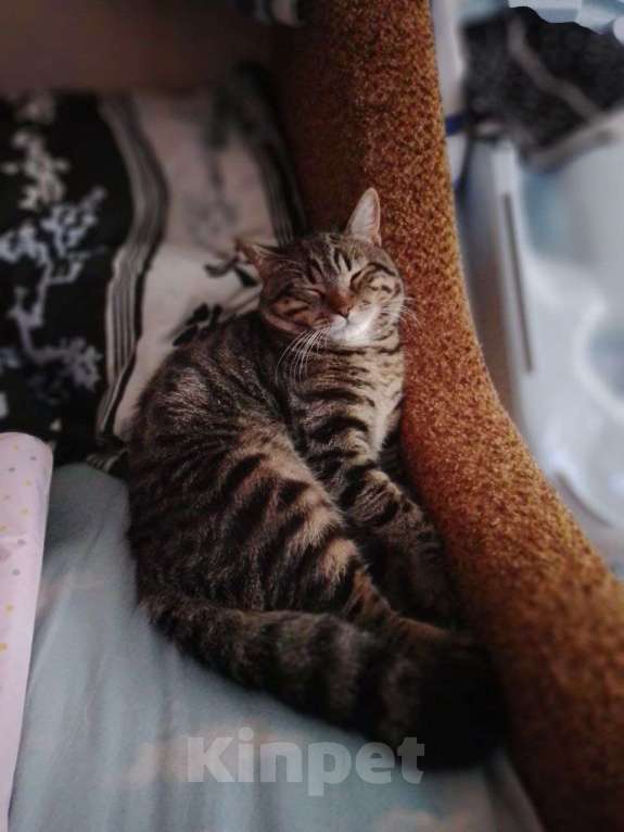 Кошки в Санкт-Петербурге: Котик в хорошие руки Мальчик, Бесплатно - фото 1
