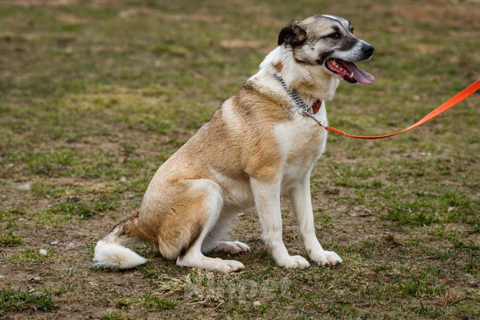 Собаки в Москве: Дейзи Девочка, Бесплатно - фото 14