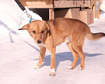 Собаки в Балашихе: Милый ласковый пёсик 1,5 г из приюта Мальчик, Бесплатно - фото 4